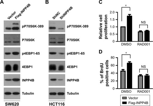 Figure 1 INPP4B promoted the proliferation of colon cancer cells by increasing mTORC1 activity. (A) The Western blotting analysis of pP70S6K-389, P70S6K, p4EBP1-65, 4EBP1, and INPP4B in control and SW620 cells with stable expression of INPP4B. Tubulin was used as a loading control. (B) The Western blotting analysis of pP70S6K-389, P70S6K, p4EBP1-65, 4EBP1, and INPP4B in HCT116 cells stably transduced with the control shRNA (shNC) or INPP4B shRNA (shINPP4B). Tubulin was used as a loading control. (C) Control and SW620 cells with a stable expression of INPP4B were seeded in 96-well plates. After 24 hours, cells were treated with DMSO or 0.1 μM of RAD001 for 48 hours. Then, cell proliferation was determined by CCK-8 assay. The results are presented as the mean ± SD of triplicate measurements. *P<0.05. (D) Control and SW620 cells with stable expression of INPP4B were treated with DMSO or 0.1 μM of RAD001. After 48 hours, cells were subjected to bromodeoxyuridine (BrdU) incorporation assays. The results are presented as the mean ± SD of triplicate measurements. *P<0.05.Abbreviations: CCK-8, Cell Counting Kit-8; DMSO, dimethyl sulfoxide; BrdU, bromodeoxyuridine; shNC, control shRNA; NS, not significant.