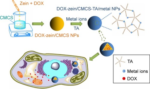 Scheme 1 Illustration of the synthesis and structures of DOX-loaded zein/CMCS NPs coated by metal–TA films and the proposed model for pH-dependent drug release in tumor cells.Abbreviations: CMCS, carboxymethyl chitosan; DOX, doxorubicin hydrochloride; NPs, nanoparticles; TA, tannic acid.