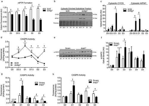 Figure 6. Mitochondria-mediated apoptotic signaling is augmented in shAtg7 and bnip3-/- myoblasts during differentiation. Quantitative analysis (a) of calcein fluorescence in SCR and shAtg7 cells during differentiation, where a decrease in fluorescence is indicative of an increase in mPTP formation. Representative immunoblots (b) and quantitative analysis (c) of cytosolic CYCS and AIFM1 in SCR and shAtg7 cells during differentiation. Also shown is a representative ponceau stained membrane. Quantitative analysis of CASP9 activity (d) in SCR and shAtg7 cells during differentiation. Representative immunoblot (e) and quantitative analysis (f) of p-H2AFX in Scram and bnip3-/- cells during differentiation. Also shown is a representative ACT loading control blot. Quantitative analysis of CASP3 (g) and CASP9 (h) activity in Scram and bnip3-/- cells during differentiation. *p < 0.05 compared to D0 (within group). †p < 0.05 between groups at the same time point.