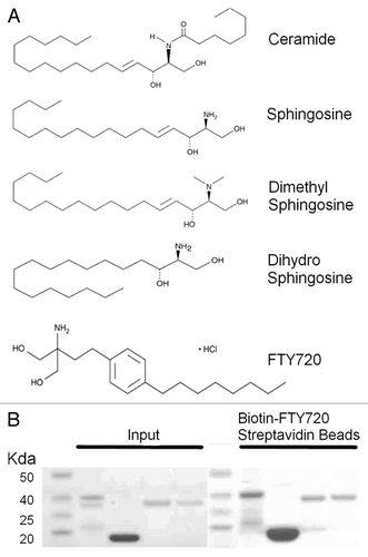 Figure 1. pp32 proteins and sphingosine metabolites. (A) 2D chemical structures of various sphingosine metabolites and the synthetic analog FTY720. (B) Molecular weight marker (lanes 1 and 6), pp32 full-length 1–249 (lanes 2 and 7), pp32ΔCT 1–149 (lanes 3 and 8), pp32r1 (lanes 4 and 9), pp32r1Y140H (lanes 5 and 10). Input protein is shown on the left and protein bound to biotin-FTY720 coupled streptavidin beads after washing is shown on the right.