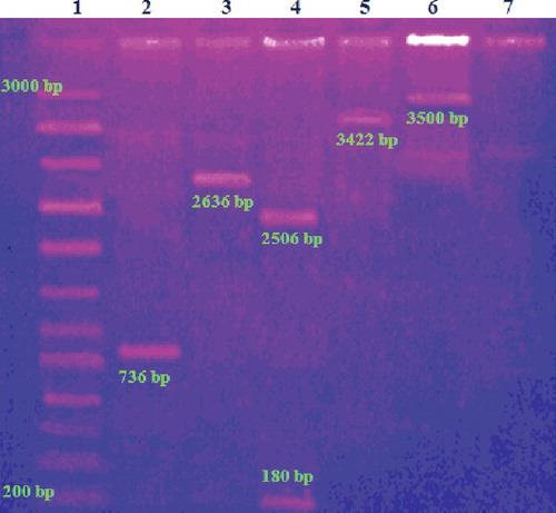 Figure 5. Electrophoretic analysis of recombinant plasmids. Lane 1: DNA marker; lane 2: GFP gene; lane 3: pUC 18; lane 4: pUC restricted with Bam HI; lane 5: GFP–pUC; lane 6: pDNA–NiGs; lane 7: pDNA–Arg–NiGs.