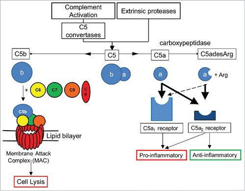 Figure 1. Overview of C5 complement activation. Complement C5 activation can occur either by the classical, lectin and alternate complement pathways to generate C5 convertases, or via proteases extrinsic to the complement pathway. C5 convertases or extrinsic proteases can cleave C5 to form proteolytic fragments C5a and C5b. C5a is a potent anaphylatoxin that is rapidly deactivated by removal of the C terminal arginine to form C5adesArg. C5a binds with high affinity (thick black arrows) to both C5aR1 and C5aR2 receptors, while C5adesArg binds with high affinity to the C5aR2 receptor and with low affinity (dashed arrow) to the C5aR1 receptor. The C5aR1 receptor primarily drives pro–inflammatory effects, while the C5aR2 receptor can mediate pro– or anti–inflammatory effects depending on its cellular context. In the absence of cell associated complement inhibitors, C5b interacts with a single copy of complement proteins C6, C7, C8 and a further 18 copies of C9 to form a pore within the cell membrane called the membrane attack complex (MAC).Citation8 The MAC can lyse certain Gram–negative bacteria, promoting bacterial clearance, while host cells can avoid lysis due to the presence of membrane associated complement regulators.