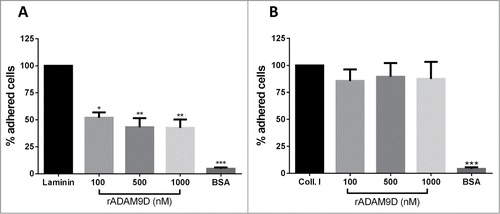 Figure 3. rADAM9D inhibits the adhesion of DU145 to laminin but not to collagen type I. Ninety six-well plates were coated with laminin (A) or collagen type I (B) (10 µg/well) in adhesion buffer or 0.1% acetic acid, respectively, overnight at 4°C. After blocking with 1% BSA, CMFDA-labeled cells (1 × 105 cells/well) were incubated with different concentrations (100, 500, 1000nM) of rADAM9D and seeded in the wells. The plates were incubated at 37°C for additional 30 min. After washing, remaining cells were lysed, and the plate was read for the release of fluorescence. The results were obtained from 3 independent experiments and in triplicate. The results for rADAM9D were normalized by the collagen or laminin values in each experiment. The error bars show the SE of three samples with less deviation from the mean. The means for all rADAM9 concentrations were significantly different from the laminin using ANOVA followed by post hoc Dunnett's test: *(P ≤ 0.05), **(P ≤ 0.01) and ***(P ≤ 0.001).
