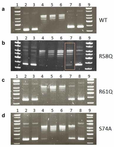 Figure 7. Mutation in arginine 58 affects the ability of HU protein to introduce negative DNA supercoiling. Effects of R58 (b), R61(c), and S74 (d) mutations on the ability of HU protein to introduce negative DNA supercoiling in the presence of human topoisomerase I in comparison to the WT form of HU protein (a) was investigated. 1, 9 - molecular weight standard (GeneRuler 1 kb DNA Ladder, Thermo, SM0311), 2 - supercoiled pBluescript KS- DNA incubated in an assay buffer without any protein, 3 - supercoiled pBluescript KS- DNA incubated in an assay buffer with 1500 ng of appropriate HU protein and no human topoisomerase I, 4–8 - supercoiled pBluescript KS- DNA incubated in an assay buffer with 4 U of human topoisomerase I and the increasing amount of corresponding HU proteins (0, 187.5, 375, 750, and 1500 ng).