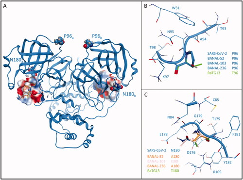 Figure 2. Comparison between SARS-CoV-2 3CL protease (Mpro) from crystal structure 6Y2E (blue) and homology models of Mpro from four different bat coronaviruses, reported in Table 1. Panel A reports the structure of SARS-CoV-2 Mpro (PDB ID: 6Y2E) in its free form. The protein is depicted in blue ribbons, while mutated residues (namely, P96 and N180) in comparison with bat coronaviruses are highlighted and depicted as CPK models. For visual reference, Nirmatrelvir (also known as PF-07321332, commercial name Paxlovid) from structure 7RFS is also shown in the picture, alongside the binding site surface coloured according to electrostatic properties. Panel B highlights the comparison between residue 96 of SARS-CoV-2 Mpro and homology models of bat coronaviruses Mpro. Panel C reports a comparison between residue 180 of SARS-CoV-2 Mpro and homology models of bat coronaviruses Mpro.