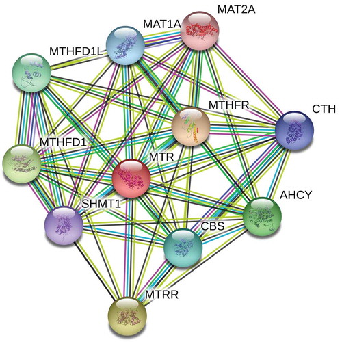 Figure 7. Methionine synthase protein-protein interactions network shown by STRING.