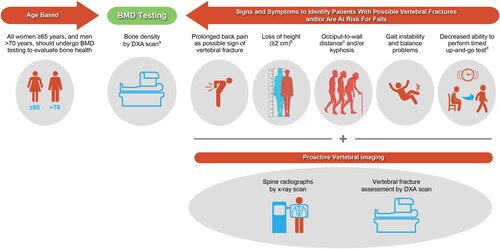Figure 3. Patients who warrant BMD testing. aA BMD scan is performed by DXA and provides a T-score (derived by comparing a patient’s BMD values [in g/cm2] with those from a uniform Caucasian female normative database; the International Society of Clinical Densitometry recommends the normative database be used for women of all ethnic groups and a Caucasian female reference group be used for men of all ethnic groups). bLoss of height should ideally be measured with a stadiometer. cDefined as the inability to touch the back of the head to the wall when standing with back and heels against the wall. dTimed up-and-go (TUG) test assesses mobility, balance, walking ability, and fall risk in older adults https://www.cdc.gov/steadi/pdf/TUG_Test-print.pdf [cited 2022 Feb 19]. Briefly, to perform the test, (1) Begin by having the patient sit back in a standard armchair and identify a line 3 m (10 ft) away on the floor and (2) On the word “Go,” record the time it takes for the patient to rise from the chair, walk to the line, and return to the chair, and sit down. An older adult who takes ≥ 12 s to complete the TUG is at risk for falling. BMD, bone mineral density; DXA, dual-energy x-ray absorptiometry.