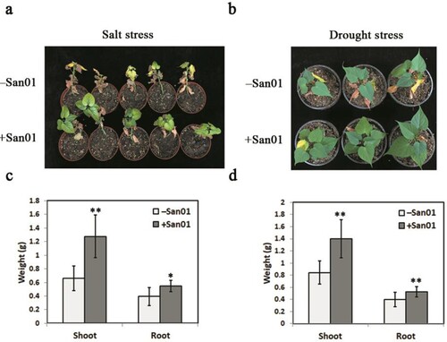 Figure 4. Impact of Klebsiella sp. San01 on the growth of sweet potato under salt and drought treatments. The representative photographs of the San01-inoculated (+San01) and non-inoculated (−San01) sweet potato plants were taken after 14 days of salt treatment (a) and drought treatment (b). Changes in biomass of +San01 and −San01 plants exposed to salt treatment (c) and drought treatment (d). Values are the means (n = 8) with corresponding standard deviations. Statistical significance between San01-inoculated and non-inoculated plants was examined by Student’s t-test (*P < 0.05; **P < 0.01).