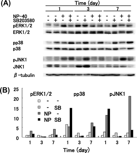 Fig. 6. Western blot analysis of MAPKs.Notes: TIG-7 cells were cultured in the presence of 15 μg/mL NP-40 with or without 3.5 μM SB203580. At intervals, the cells were harvested and subjected to Western blot analysis with the specific antibody indicated as described in Materials and Methods. (A) Chemiluminescence was detected by a Chemiluminescence Analyzer. (B) Chemiluminescence signals were quantitated by the Software Quantity One, normalized with that of β-tubulin, and expressed relative to controls.