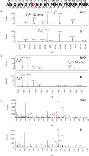 Figure 3. Identification of iso-aspartic acid at position 32 in the CDR region of the light chain of crizanlizumab. Sequence of the peptide L2-3 is shown on top. Zoomed views of ETD MS/MS spectra onto diagnostic ions c + 57 (a) and z – 57 (b) confirming iso-aspartic acid at the DG motif in the peak eluting at 52.1 min (top panel) compared to the peak eluting at 52.8 min (bottom panel) using a Vydac C18 column. C: Identification of the succinimide variant at position 32 in the CDR region of the light chain of crizanlizumab eluting at 53.0 min. Consolidated CID/HCD MS/MS spectra of the unmodified peptide (bottom panel) and the peptide with succinimide at DG motif (top panel). Fragment ions highlighted in red exhibit a loss of 18 Da at the aspartic acid residue corresponding to the succinimide.