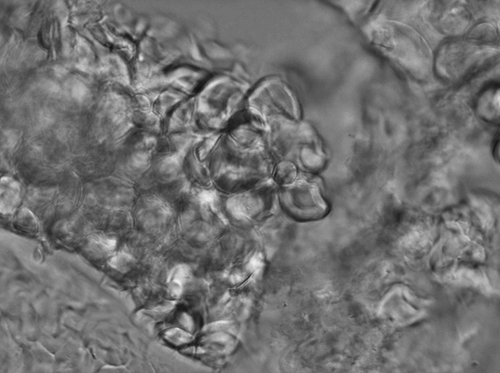 Plate 2 Typical tapioca granule observed after heat treatment [gelatinization].