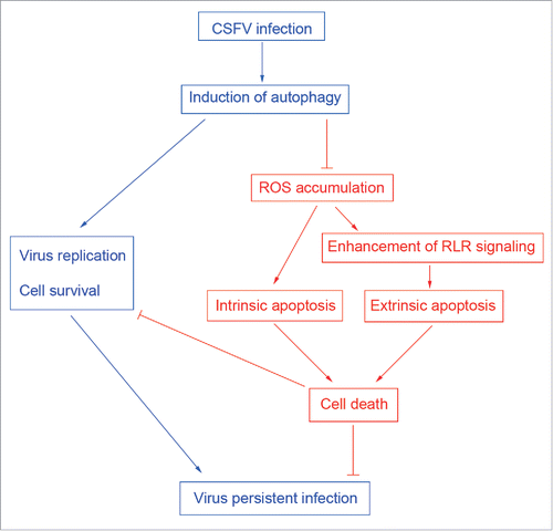 Figure 12. Role of autophagy as a potential immune escape mechanism for CSFV persistent infection.
