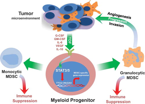 Mechanisms of tumor-induced MDSC development. Aberrant myelopoiesis from bone marrow progenitors is initiated by circulating tumor-derived factors (TDFs), many of which function through STAT3 or STAT5 activation. Activated STAT3 or STAT5 then translocates to the nucleus where it binds to specific elements of myelopoietic target genes that in turn alter normal myeloid cell differentiation. Several STAT3 or STAT5 target genes have been previously described (reviewed in (Gabrilovich et al., Citation2012). A few examples of relevant TDFs, as well as mechanisms of granulocytic or monocytic MDSC-mediated tumor progression are shown.