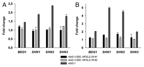 Figure 1. Quantitative RT-PCR analysis of BDG1, SHN1, SHN2, and SHN3 expression in leaves. The mean of the CT (cycle threshold) values of the reference gene (eIF1α) was subtracted from the respective CT value of the gene of interest. Subsequently, differences were subtracted from the wild-type value. Numbers give fold changes in comparison to the wild type. Error: SE of gene of interest in three technical replicates. (A) Relative transcript levels in 19-d-old plants grown in half-concentrated MS medium. (B) Relative transcript levels in 4-week-old soil-grown plants.