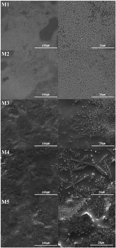 Figure 4. SEM image of the glaze sample heat treated at 1230°C.