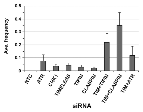 Figure 3. Average frequency of exchanges when data from NHF1-hTERT and NHF10-hTERT were combined. Each bar depicts averages of five or more independent experiments (+ S.D.). The TIMELESS+TIPIN siRNA exchange frequency was statistically different from the exchange frequencies of TIMELESS or TIPIN siRNAs (p < 0.0001 for both comparisons), and the TIMELESS+CLASPIN siRNA exchange frequency was statistically different from the exchange frequencies of TIMELESS or CLASPIN siRNAs (p < 0.0001 for both comparisons). The TIMELESS+ATR siRNA exchange frequency was not statistically different from the ATR siRNA exchange frequency (p = 0.14).