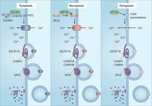 Figure 4. The membrane repair function of ESCRT-III in RCD. ESCRT-III plays a key role in plasma membrane repair in three forms of regulated cell death (RCD), including pyroptosis, necroptosis, and ferroptosis. In pyroptosis and necroptosis, GSDMD and MLKL are transported from the cytoplasm to the cell membrane and form oligomers and large permeability pores, resulting in cell death. In the case of ferroptosis, the accumulation of lethal lipid peroxidation production or the translocation of unknown pore-forming protein in the cell membrane leads to cell death. ESCRT-III machines, including the CHMP family and VPS4, can promote membrane sprouting and shedding of injured plasma membranes. Abbreviations: CASPs, caspases; CHMP2A, charged multivesicular body protein 2A; CHMP3, charged multivesicular body protein 3; CHMP4B, charged multivesicular body protein 4; CHMP5, charged multivesicular body protein 5; CHMP6, charged multivesicular body protein 6; ESCRT-III, endosomal sorting complex required for transport-III; GPX4, glutathione peroxidase 4; GSDMD, gasdermin D; MLKL, mixed lineage kinase domain like pseudokinase; RIPK3, receptor interacting serine/threonine kinase 3; VPS4, vacuolar protein sorting 4