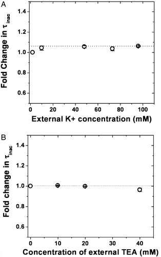 Figure 5.  External potassium and TEA independence of inactivation kinetics. (A) Fold change in τinac upon varying the external K+ concentrations: the time constant of inactivation at 0 mV estimated from oocytes expressing 4/2C channels in the presence of 10, 48, 73 and 96 mM [K+]out was normalized using the τinac value at 2 mM [K+]out. These values were then plotted against the [K+]out values and fit to a straight line function. (B) Fold change in τinac in the presence of different concentrations of externally applied TEA: the time constant of inactivation was calculated for currents recorded from oocytes expressing 4/2C channels with 0, 10, 20 and 40 mM TEA in the bath solution at 0 mV. The τinac values estimated for these currents recorded in the presence of 10, 20 and 40 mM TEA were normalized using the τinac value estimated in the control oocyte with no TEA in the bath. These values were then plotted against the concentration of TEA and fit to a straight line function.