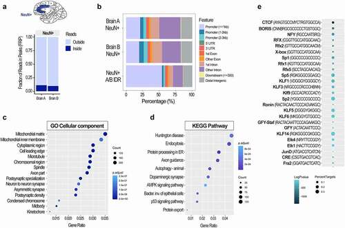 Figure 5. Chromatin accessibility analysis using cell type-specific ATAC-seq assay in post-mortem human brain. FRiP scores (a) and genomic peak distribution (b) of the ATAC-seq data generated from neuronal (NeuN+) nuclei of the two post-mortem human anterior cingulate cortices (Brodmann areas 24/32; Brains A and B). A/B IDR peaks, high confidence peaks generated by the IDR analysis, were then used for the GO Cellular component (c) and KEGG pathway (d) analyses. Colours indicate adjusted p values and dot size corresponds to gene count. Top 15 GO and top 10 KEGG pathways are shown. Motif analysis of the ATAC-seq data (e) shows top 25 transcription factor binding motifs. Colours indicate log adjusted P values and dot size corresponds to percent target.