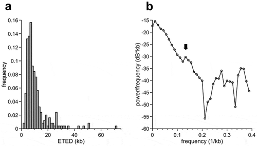Figure 7. Length correlation of eye-to-eye distances in pre-MBT extracts.(a) Frequency of ETED after 4 min biotin-dUTP labelling, 1.256 kb/bin, n = 249, (b) power spectral density (PSD) of data from (a); Arrow for considered peak in (b).