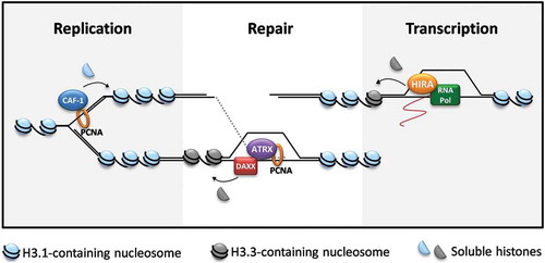Figure 1. Histone dynamics in replication, repair synthesis and transcription. Chromatin remodeling is a common requirement for the regulation of DNA and RNA synthesis. Distinct chromatin remodelers and chaperons direct the deposition of histone variants during replication (chromatin assembly factor-1, CAF-1), repair synthesis in homologous recombination (alpha-thalassemia mental retardation X-linked protein, ATRX, and the chaperon death domain associated protein, DAXX) and transcription (histone regulator A, HIRA). PCNA: proliferating nuclear cell antigen; RNA Pol: RNA polymerase II.