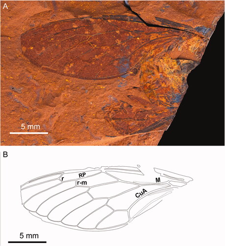 Figure 1. Forewing of Laopsaltria ferruginosa sp. nov. (F.147104). A, Wing venation, part (counterpart illustrated in Figs 4 and 5). B, Forewing venation.