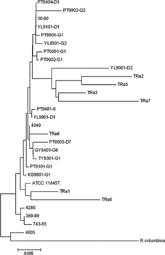 Figure 2. Phylogenetic tree based on the nucleotide sequence of PCR products amplified from the 16S rRNA gene of Riemerella anatipestifer strains or related isolates. Numbers at branching points represent the percentage of 10,000 bootstrap values calculated by the MEGA program with the Kimura 2-parameter distance optional for nucleotide sequences. Scale bar indicates the number of nucleotide substitutions per site.