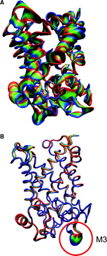 Figure 5.  Principal components analysis of simulations: A 1OKC, and B 1OKC-CATR-W. In each case the simulated motions are projected along eigenvector 1, with each trajectory fitted to the t=0 ns structure. The protein is drawn in tube representation and coloured to shown the range of the motions. For 1OKC-CATR-W the major motions are restricted to the loop regions, in particular loop M3 (highlighted by the red circle).