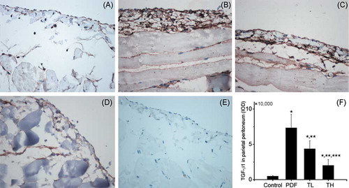 Figure 4. TGF-β1 expression in parietal peritoneum (400× original magnification). TGF-β1 was faintly present in control group rats (A) and was prominent in PDF group rats (B). Treatment with Tanshinone IIA reduced the TGF-β1 expression in a dose-dependent manner [(C) low-dose Tanshinone IIA-treated group, (D) high-dose Tanshinone IIA-treated group]. (E) Negative control by replacing the primary antibody with normal rabbit serum. Expression of TGF-β1 is quantified in (F). Data are expressed as mean ± SEM.Notes: TL, low-dose Tanshinone IIA-treated group; TH, high-dose Tanshinone IIA-treated group; PDF, peritoneal dialysis fluid. *p < 0.01 versus control, **p < 0.01 versus PDF, ***p < 0.01 versus TL.