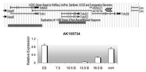 Figure 4. Detection of an antisense non-coding RNA at the Tnfrsf locus. Top, UCSC browser screen of the three Tnfrsf genes. Dark gray block arrow signals the reported antisense gene, AK155734. Below, expression relative to Gapdh of the AK155734 RNA, using primer set A (from Fig. 2) for embryonic stem cells (ES), whole embryos at E7.5, bodies from embryos (B) at E10.5, 13.5 and 16.5 and neonatal heart (nnH).