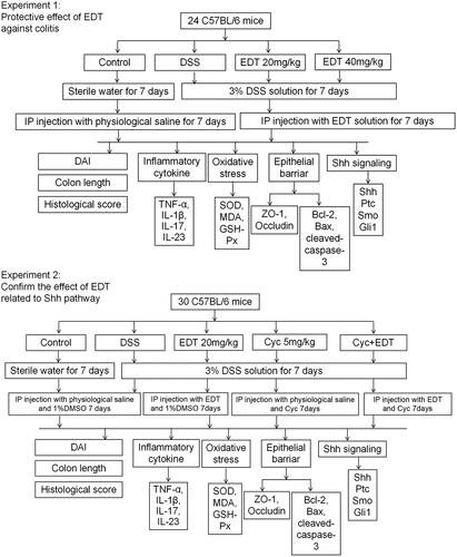 Figure 1. Experiment design. DSS: dextran sulphate sodium; EDT: eriodictyol; Cyc: cyclopamine.