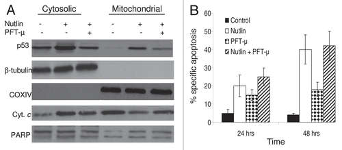 Figure 8 Blocking of mitochondrial translocation of p53 did not inhibit apoptosis induction by nutlin. (A) MM1.S cells pretreated with PFT-µ, a specific inhibitor of mitochondrial translocation of p53, were treated with 5 µM nutlin for 6 hrs. Accumulation of p53 was studied by mitochondrial fractionation of the cells followed by WB analysis. Treatment of cells with PFT-µ resulted in inhibition of mitochondrial translocation of p53. β-tubulin and COXIV served as loading controls as well as cytosolic and mitochondrial markers, respectively. However, PFT-µ did not prevent either mitochondrial cytochrome (cyt. c) release or cleavage of PA RP in nutlin-induced cells. (B) PFT-µ did not inhibit apoptosis induction by nutlin in MM cells. MM1.S cells pretreated with PFT-µ were treated with 5 µM nutlin and apoptosis was measured by annexin-V staining at two different time periods. Consistent with the results of cytochorme C release and PARP cleavage shown in Figure 8 (A), pretreatment of MM1.S cells with PFT-µ did not inhibit the apoptotic response to nutlin.