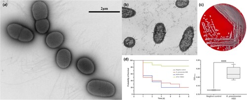 Figure 1. Morphological characteristics and virulence of clinical isolate K. pneumoniae HSD. (a) Transmission electron microscopy (TEM) image of K. pneumoniae HSD with negative staining using methylamine tungstate. (b) TEM image of a transverse section of embedded K. pneumoniae HSD. (c) Colony morphology of K. pneumoniae HSD on Columbia blood agar. (d) Survival rates of G. mellonella infected with K. pneumoniae HSD and biofilm formation in K. pneumoniae HSD. Statistical analysis was performed using unpaired t-tests. ****, P < 0.0001.