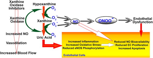 Figure 4. The way XO inhibitors affect hypertension.