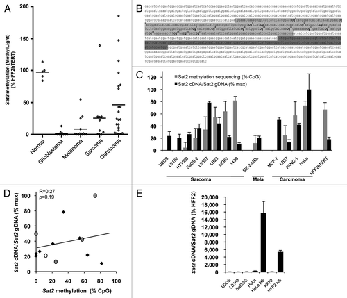 Figure 1.Sat2 hypomethylation is not correlated with constitutive Sat2 RNA overexpression in cancer cell lines. (A) The MethyLight assayCitation3 was used to quantify Sat2 methylation on bisulfite-treated DNA isolated from glioblastoma (n = 10), melanoma (n = 14), sarcoma (n = 10) and carcinoma (n = 22) cell lines. Non-tumoral control samples included four hTERT-immortalized cell lines (HFF2hTERT, HEKhTERT, HNEMhTERT, HMEChTERT) and HMSC mesenchymal stem cells. Methylation levels were compared with Sat2 methylation in HFF2hTERT. Bars indicate median values. (B) The Sat2 sequence of chromosome 1 corresponds to GenBank accession number X72623.1. In light gray: Sat2 fragment analyzed after bisulfite treatment of genomic DNA for methylated CpG content determination by sequencing. The 17 CpG sites are numbered. In dark gray: Sat2 fragment amplified by PCR on cDNA for quantitative RT-PCR measurement of Sat2 RNA transcripts. The same region (dark gray) was amplified in ChIP experiments. The HSF1 binding site predicted by tfsearch is underlined. (C) Sat2 methylation level in cancer cell lines derived from sarcoma, melanoma and carcinoma and in HFF2hTERT non-tumoral fibroblasts determined by bisulfite sequencing (gray bars). Data are indicated as % ± SD of total CpG. Relative Sat2 cDNA/Sat2 gDNA ratio were calculated as follows: (Sat2 cDNA/ACTB cDNA)/(Sat2 gDNA/Alu gDNA) (black bars). Data are presented as % ± SEM of the maximal expression level measured in cell lines. (D) Linear regression of data from C. Black diamonds: sarcoma; gray dots: carcinoma; white dot: melanoma. (E) Normalized Sat2 RNA levels were measured in either HFF2 or HeLa cells after 1h of heat shock (HS) at 42°C followed by 1h of recovery at 37°C. Basal expression levels in U2OS, LB188 and SaOS-2 hypomethylated cancer cell lines are also shown. Data are presented as % ± SEM of the expression measured in HFF2.