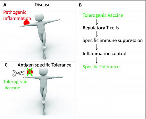 Figure 6. Treg as a mechanism for tolerogenic vaccines. Specific tolerance targeting pathogenic inflammation (A) can be induced by tolerogenic vaccine through various mechanisms including Treg (B), and in turn ameliorates disease progression (C).