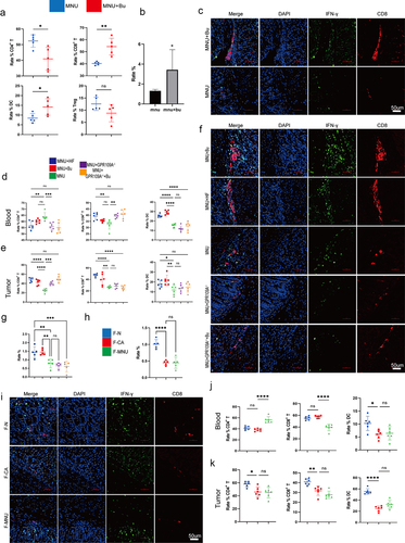 Figure 8. (a) Flow cytometry analysis of the proportions of CD3+ T, CD4+ T, CD8+ T, CD25+ FOXP3+ Treg cells, and DCs cells in mouse peripheral blood in the MNU and MNU+Bu groups (−2 + 52 w). (b) Quantitative statistical analysis of the fluorescence colocalization of (c). Positive cell rate (%). (c) Immunofluorescence staining showing the co-expression of CD8 and IFN-γ in the two groups. (d-e) Flow cytometry analysis of the proportions of DCs and CD3+ T, CD4+ T, and CD8+ T cells in mouse gastric tumor tissues and peripheral blood in the different groups (MNU+HF, MNU+Bu, MNU, MNU+GPR109A−/−, MNU+GPR109A−/−+Bu) (−2 + 38 w). (f) The co-expression of CD8 and IFN-γ in the five groups. (g) Quantitative statistical analysis of the fluorescence colocalization of (F). Positive cell rate (%). (h) Quantitative statistical analysis of the fluorescence colocalization of (I). Positive cell rate (%). (i) The co-expression of CD8 and IFN-γ in the groups (F-N, F-CA, F-MNU) (−6 + 36 w). (j-k) Flow cytometry analysis of the proportions of DCs and CD3+ T, CD4+ T, and CD8+ T cells in mouse gastric tumor tissues and peripheral blood in the three (F-N, F-CA, F-MNU) groups. n = 4 to 6 mice/group, cages = 2 to 3/group, cages = 2 to 3/group. Data indicate the mean ± SD. *p < .05, **p < .01, and ***p < .001, by 2-tailed Student’s t test or one-way ANOVA.