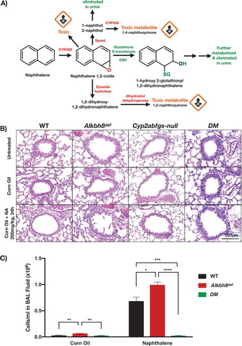 Figure 4. Alkbh8def mice and lungs are more sensitive to damage from naphthalene.