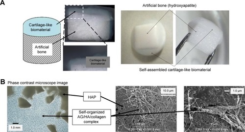 Figure 3 Self-organized biphasic cartilage and bone-like scaffold combined with an HAP bone block.Notes: (A) Macroscopic image of our self-organized cartilage-like scaffold combined with an HAP block. (B) The structure of the self-organized cartilage-like scaffold combined with an HAP bone block was observed by SEM.Abbreviations: HAP, hydroxyapatite; SEM, scanning electron microscopy.