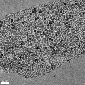 Figure 3. Representative TEM image of the magnetite nanoparticles used in this study.