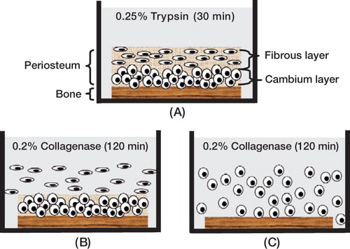 Figure 1. Schematic diagram of sequential enzymatic digestion method.(A) Intact bone-periosteum complex was first treated with 0.2% trypsin for 30 min.(B) The majority of fibrous layer cells were liberated during the first 2-h collagenase digestion.(C) The remaining cambium layer cells were isolated after the second 2-h collagenase digestion.