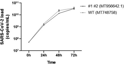 Figure 1. Growth cycle of ORF6 mutated strain (MT956642.1) and ORF6 wild type strain (MT748758). The viral load was quantified by RT-PCR in the surnatants of VERO-E6 infected cells, after 24, 48 and 72 h.