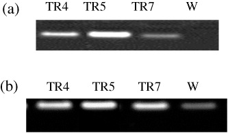 Figure 6. (a) Reverse transcriptase-PCR analysis of total RNA from A. annua L. with hmgr specific primers. W – non-transgenic control plant, TR4–TR7 – transgenic plants. (b) Reverse transcriptase-PCR analysis of total RNA from A. annua L. with ads specific primers. W – non-transgenic control plant, TR4–TR7 – transgenic plants.