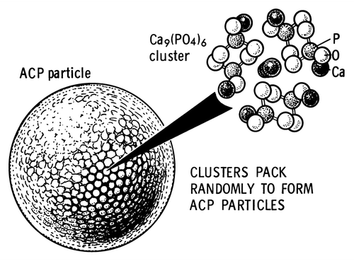 Figure 7. A model of ACP structure. Reprinted from reference Citation278 with permission.