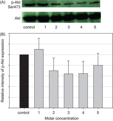 Figure 3.  Western blot analyses of Akt and phospho-Akt in MCF-7 cells in culture. Effect of 17β-estradiol on Akt and phosphorylated Akt expression. (A) Immunoblot of MCF-7 cells treated by E2 for 15 min before harvesting cells for lysis. Lane 1: 10−10 M E2; lane 2: 10−9 M E2; lane 3: 10−8 M E2; lane 4: 10−7 M E2; lane 5: 10−6 M E2. The cells treated with ethanol or dimethyl sulfoxide were included as the control. (B) The signals of Akt phosphorylation were quantitated using the NIH image analysis program (1.43 ImageJ), and the relative intensity of sample bands is shown in the bar diagram. Phosphorylated Akt in the control is set as 1. Experiments were repeated four times with similar results, and representative blots are presented.