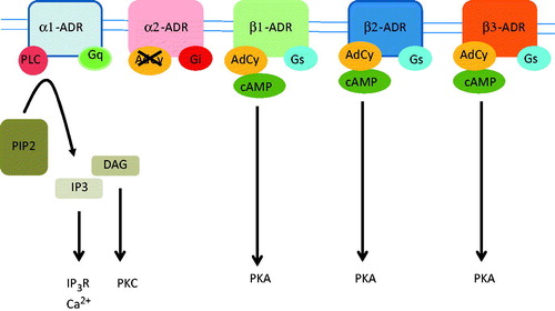 Figure 1. Adrenergic receptors bind epinephrine and norepinephrine with a different affinity and they activate different metabolic pathways. The α1-ADRs are bound to Gq protein and they activate phospholipase C (PLC), which cleaves phosphatidylinositol 1,4-bisphosphate (PIP2) tp IP3 and diacylglycerol (DAG). IP3 activates IP3-receptors (IP3R), which are calcium-releasing channels that release calcium from the endoplasmic reticulum. DAG activates protein kinase C (PKC). The α2-ADRs bind Gi protein, which result in the inhibition af adenylate cyclase (AdCy) and inhibition of cAMP production. The β1, β2 and β3-ADRs are bound to the Gs protein and they activate AdCy, resulting in an increase of cAMP and activation of protein kinase A (PKA).