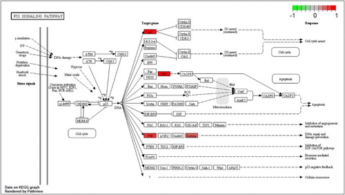 Figure 3. P53 signaling pathway for MPP+-treated SH-SY5Y cells with APO. Scale bar at the top left represents the log2 fold change.