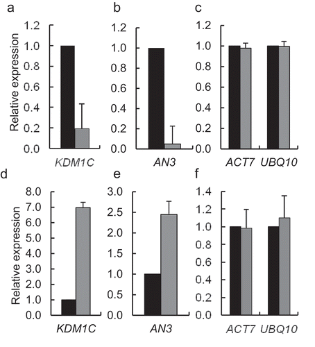 Figure 1. Effect of loss- and gain-of-function of KDM1C on AN3 transcript levels. Loss-of-function kdm1c-1 plants. (a) Expression of KDM1C. (b) Expression of AN3. (c) Expression of the reference genes ACT7 and UBQ10. Gain-of-function KDM1C OE-1 plants. (d) Expression of KDM1C. (e) Expression of AN3. (f) Expression of the reference genes ACT7 and UBQ10. Relative expression levels of the indicated genes in the wild-type plants (black bars) and kdm1c-1 plants or KDM1C OE-1 plants (gray bars) were analyzed by RT-qPCR. The expression level in the wild-type plants is set to 1.0. Error bars represent s. e. m. of three independent biological replicates, N = 3; p-values <0.05 for statistical significance of differences between the wild-type plants and kdm1c-1 plants in (a) and (b) or KDM1C OE-1 plants in (d) and (e) whereas differences between all tested plants in (c) and (f) were not statistically significant.