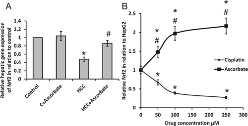 Figure 1. Effect of 100 mg/kg sodium ascorbate on hepatic gene expression of Nrf2 (A). Effect of 50, 100 and 250 μM sodium ascorbate and cisplatin on the gene expression of Nrf2 (B) in HepG2. *Significant difference when compared with the control group of HepG2 cells at p < .05. #Significant difference when compared with the HCC group or HepG2 cells treated with cisplatin at p < .05.