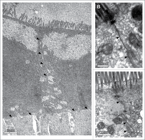 Figure 6. Transmission electron microscopic images of CACO-cells under different osmotic conditions in the presence and absence of the inhibitory peptide. (A) Overview of the intercellular cleft in the presence of the inhibitory peptide under hypertonic conditions. Apically the microvilli could be seen. The basal membrane on the transwell filter is indicated by arrows. The intercellular cleft (indicated by arrowheads) clearly becomes more and more impaired from apical to basal. Irregular widening of the cleft was observed. (B) Apical section of CACO-cells in the vicinity of the junctional complex under hypertonic conditions. Note no obvious morphological change of the junctional complex. (C) CACO-cells in the absence of the inhibitory peptide under hypertonic conditions. The intercellular cleft (arrow heads) is constantly narrow.